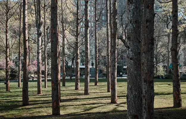 Immemorial Immemorial by Lauren Markham Ghost Forest
